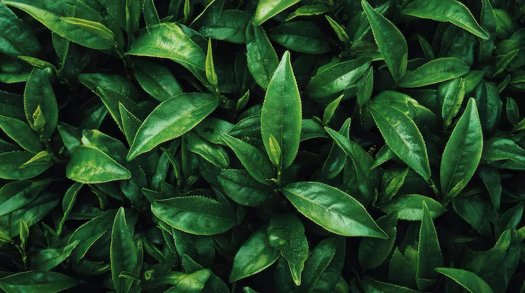 Green Tea Leaf and metabolism